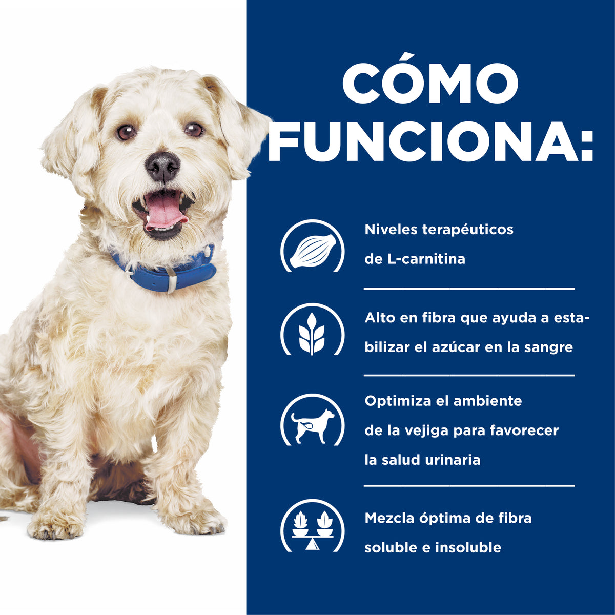 does l carnitine increase heart rate FarmAnimals