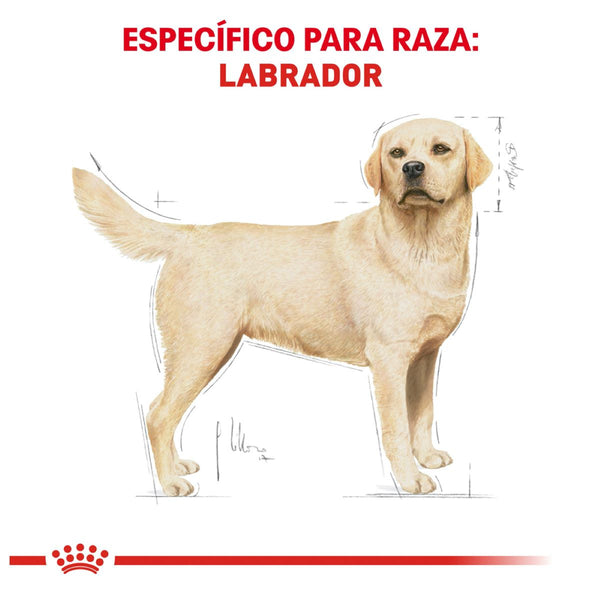ROYAL CANIN PERRO BHN LABRADOR RETRIEVER 13.6 KG