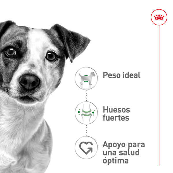 ROYAL CANIN ALIMENTO SECO PARA PERRO ADULTO RAZA PEQUEÑA 2 KG