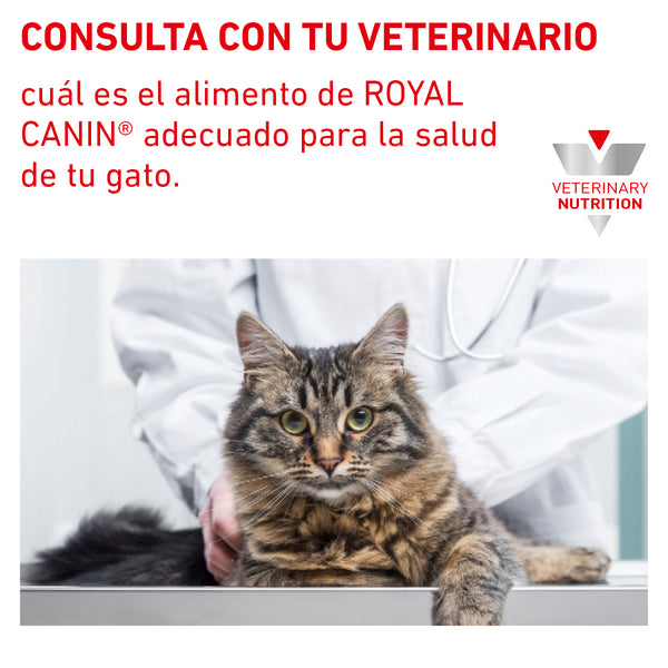 ROYAL CANIN  KITTEN LOAF 1 LATA DE 145 G